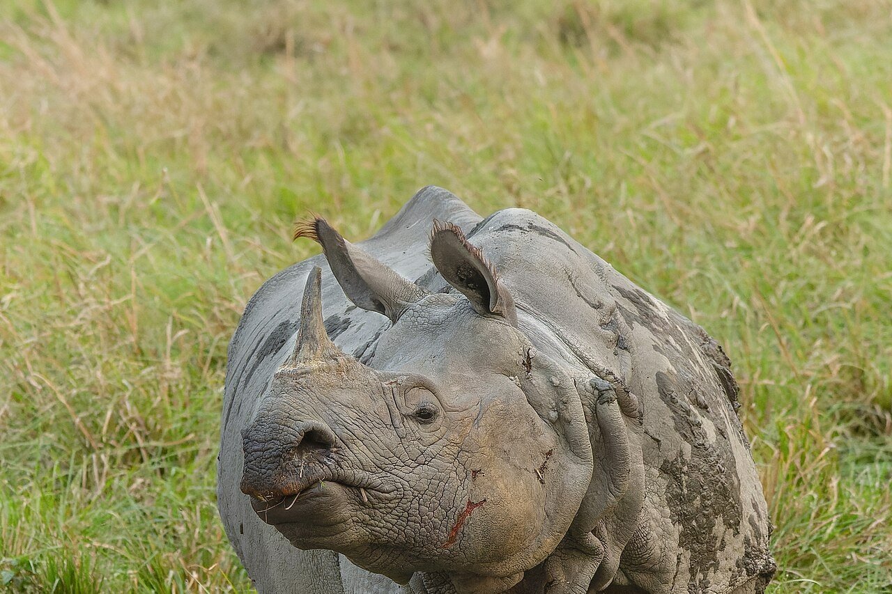 One-Horned Rhino, Kaziranga Assam
