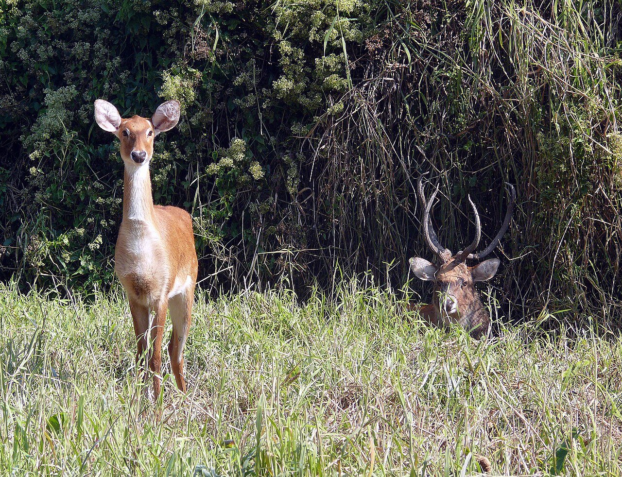 Sangai Deer