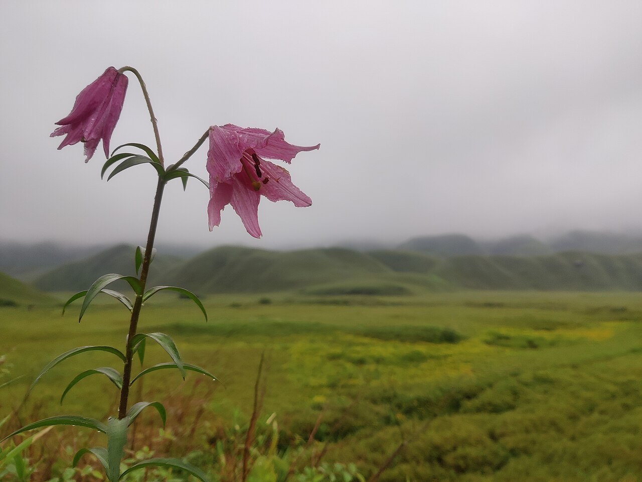 Shirui Lily