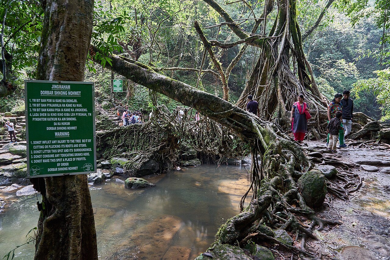 Riwai Root Bridge