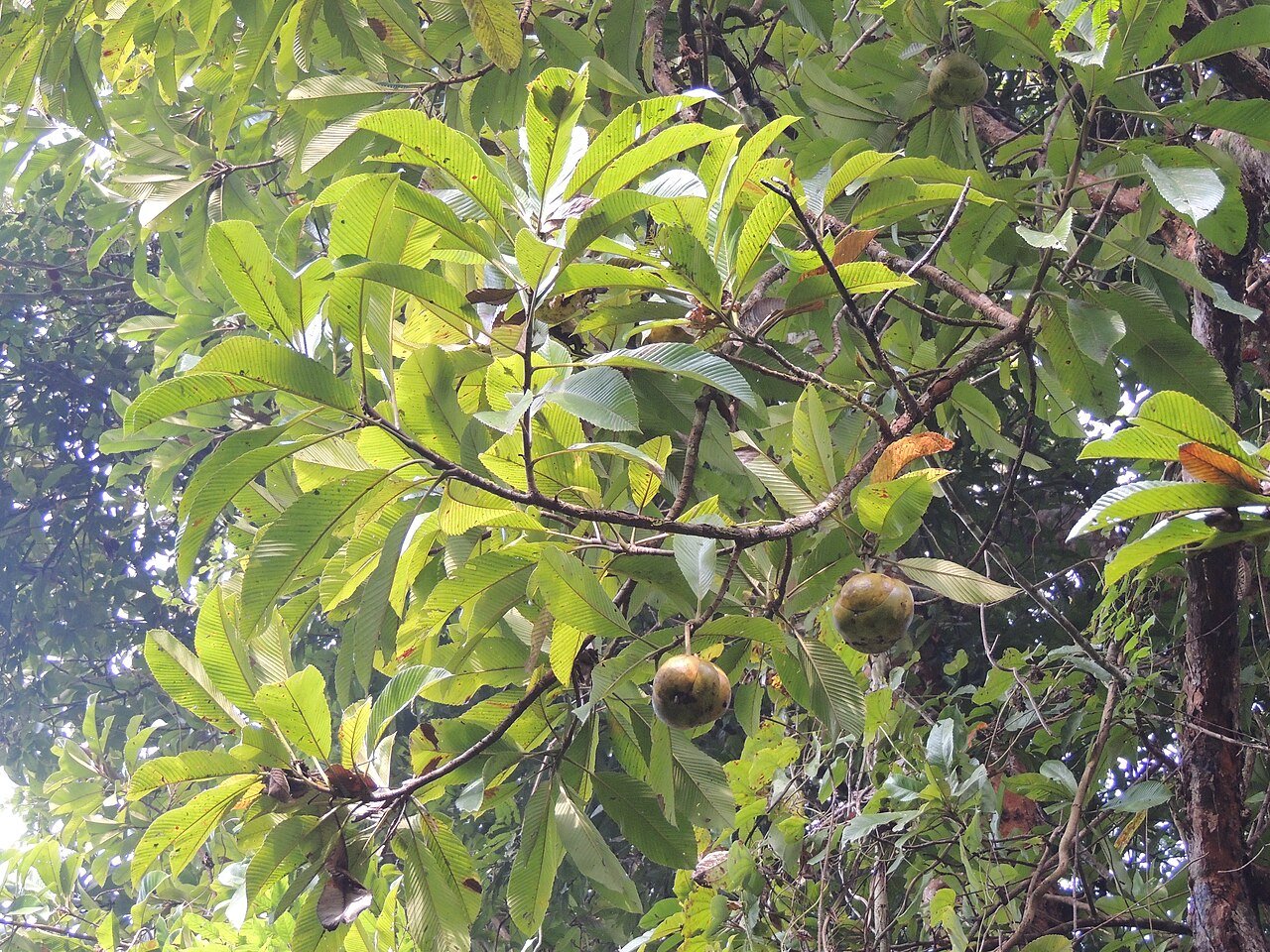 Dampa Tiger Reserve